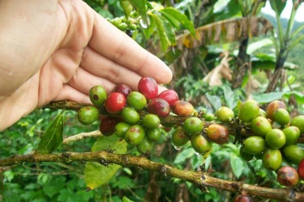 Curso virtual: Manejo de arvenses en café con uso reducido de herbicidas